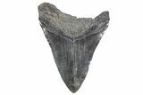 Fossil Megalodon Tooth - South Carolina #360759-2